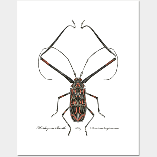 Harlequin Beetle - 2 Posters and Art